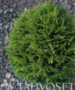 PALLOTUIJA Thuja occidentalis  'Danica' 25-30 cm
