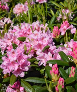 ALPPIRUUSU Rhododendron 'Helsingin Yliopisto'