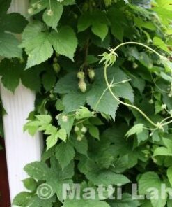 HUMALA Humulus lupulus