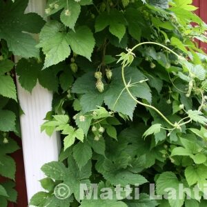 HUMALA Humulus lupulus