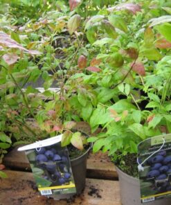 PENSASMUSTIKKA 'Jorma' Vaccinium Angustifolium