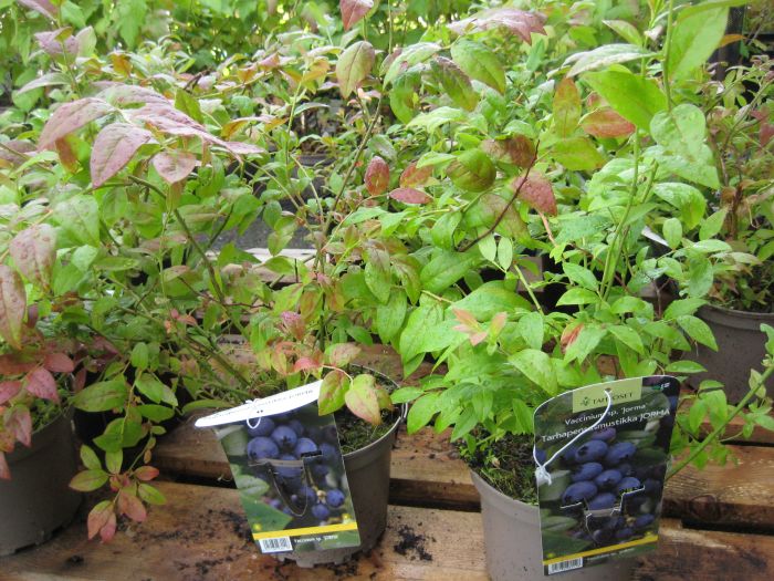 PENSASMUSTIKKA 'Jorma' Vaccinium Angustifolium