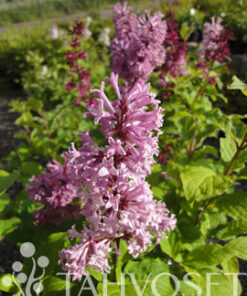 KAARISYREENI 'Veera' rungollinen Syringa