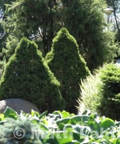 KARTIOVALKOKUUSI 'Conica' Picea glauca