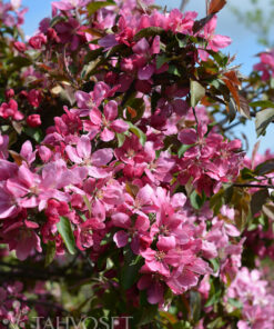 KORISTEOMENAPUU Malus 'Makamik'