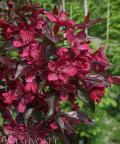 KORISTEOMENAPUU Malus 'Royalty'