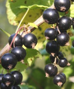 MUSTAHERUKKA 'Marski' Ribes nigrum
