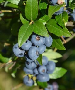 PENSASMUSTIKKA 'North Blue' Vaccinium Angustifolium