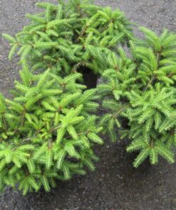 PESÄKUUSI Picea abies 'Nidiformis'