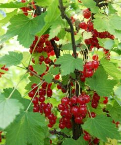 PUNAHERUKKA 'Punainen Hollantilainen' Ribes