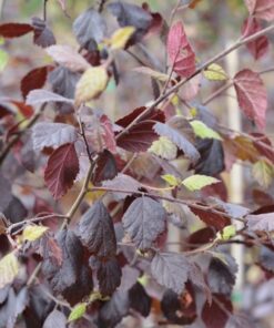 PUNAKOIVU Betula pubescens f.rubra