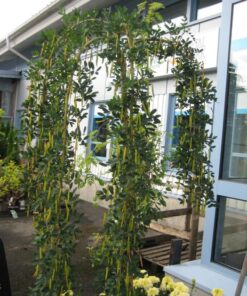 RIIPPAHERNEPUU 120cm Caragana arborescens 'Pendula'