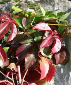 SÄLEIKKÖVILLIVIINI Parthenocissus inserta