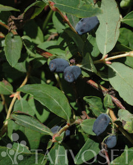 MAKEASINIKUUSAMA Lonicera caerulea var. kamtschatica 'Sinoglaska'