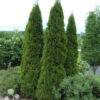 TIMANTTITUIJA  Thuja occidentalis 'Smaragd' 80-100 cm