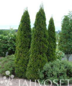 TIMANTTITUIJA  Thuja occidentalis 'Smaragd' 80-100 cm