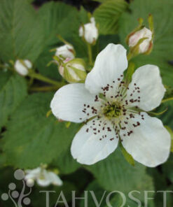 KARHUNVATUKKA Rubus allegheniensis 'Sonja'