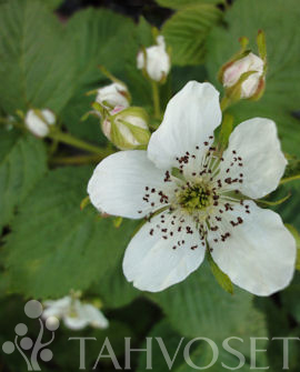 KARHUNVATUKKA Rubus allegheniensis 'Sonja'
