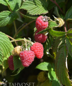 VADELMA 'Stiora' 9x9cm ruukussa Rubus Idaeus