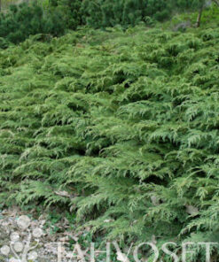 TUIVIO 30-40 cm Microbiota decussata