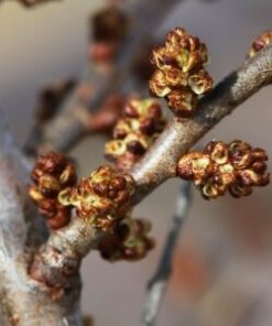 TYRNI  'Tarmo' Hippophae rhamnoides