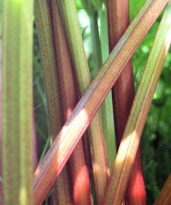 RAPARPERI Rheum x hybridum   'Victoria'
