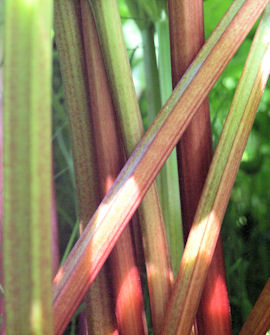 RAPARPERI Rheum x hybridum 'Victoria'