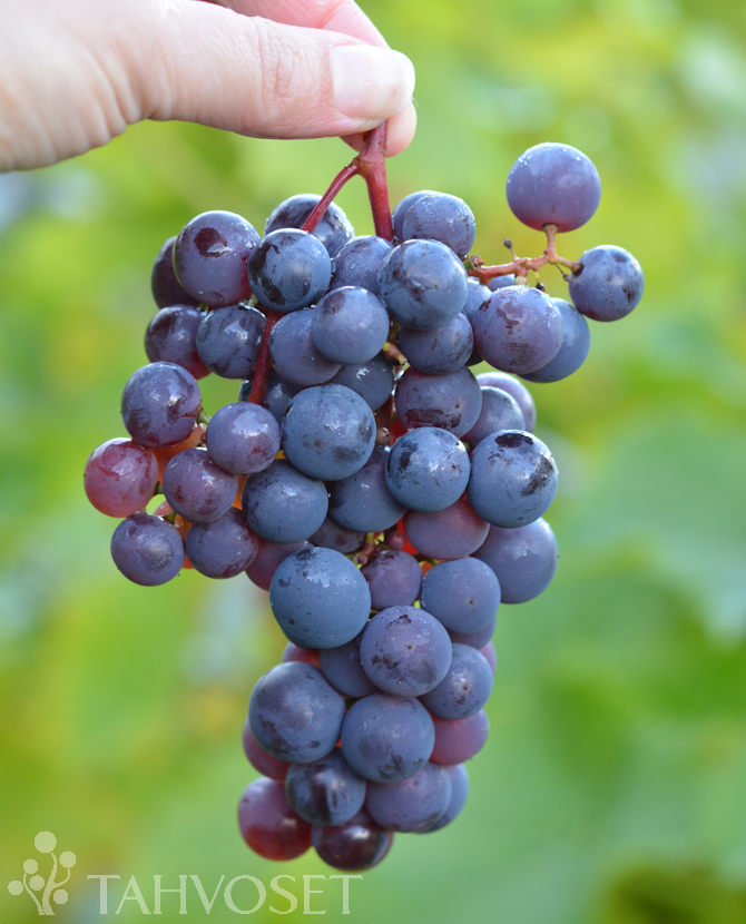 VIINIKÖYNNÖS 'Summer Sweet' Vitis hybr.