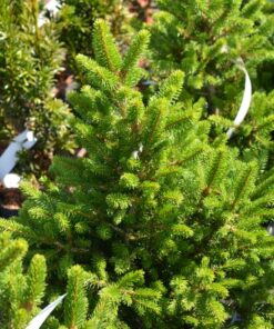 KÄÄPIÖKUUSI 'Will's Zwerg' Picea abies