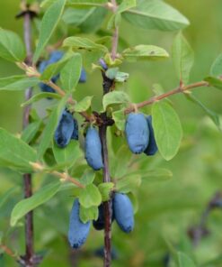 MAKEASINIKUUSAMA  'Wojtek' Lonicera caerulea var. kamtschatica