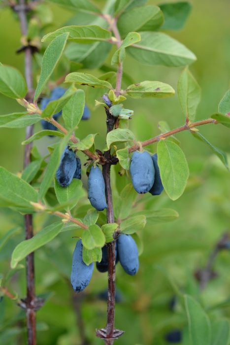 MAKEASINIKUUSAMA 'Wojtek' Lonicera caerulea var. kamtschatica