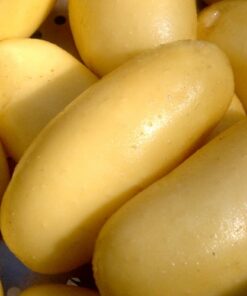 SIEMENPERUNA Annabelle 10 kg