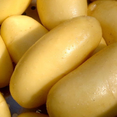 SIEMENPERUNA Annabelle 3 kg