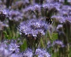 AITOHUNAJAKUKKA Bio 200g 284710