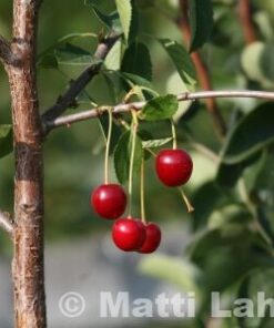 KIRSIKKAPUU Prunus cerasus 'Huvimajan kuulasmarja'