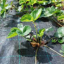 MANSIKKAKANGAS 4x5m 20m2