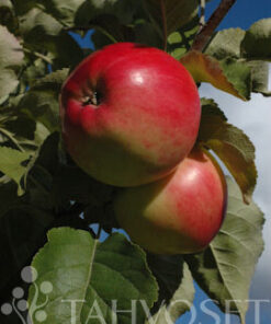 OMENAPUU 'Railamo' syyslajike