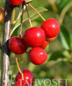 KIRSIKKA Prunus cerasus  'Shedraja'