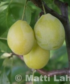 LUUMUPUU 'Siivosen Keltaluumu' Prunus domestica