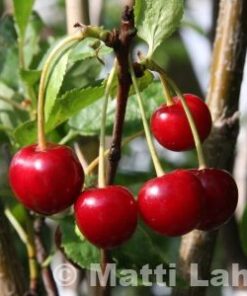 KIRSIKKAPUU 'Sikkola' Prunus cerasus