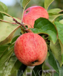 OMENAPUU 'Sokerimiron' kesälajike