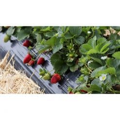 MANSIKKAMUOVI 20m2 90751