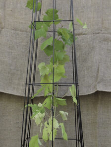 OBELISKI musta 4-kanttinen 200x40cm