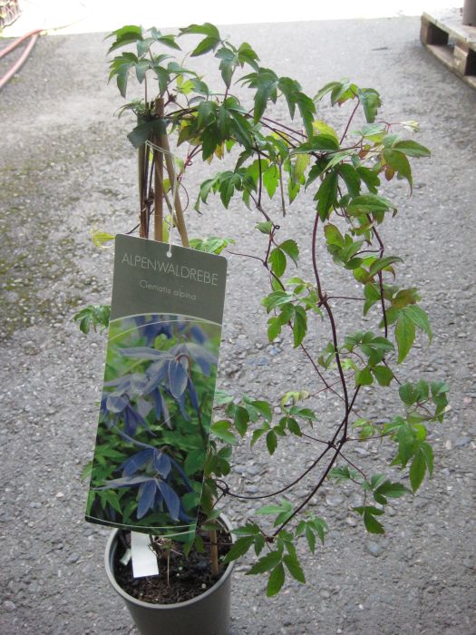 ALPPIKÄRHÖ sininen Clematis alpina