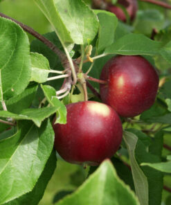 OMENAPUU 'Pekka' syyslajike