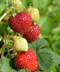 MANSIKANTAIMI 10kpl/kenno Malwina, Marketta ja Polka