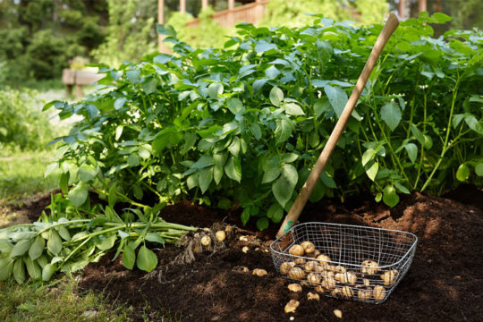 Herkkuperunan lannos 20 kg - Image 2