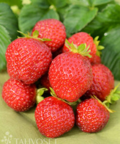 MANSIKANTAIMI  Malwina, Marketta, Polka