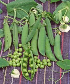 SILPOYDINHERNE Early Onward 750g 110725