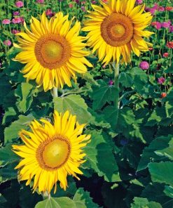 AURINGONKUKKA matala 150g 284952